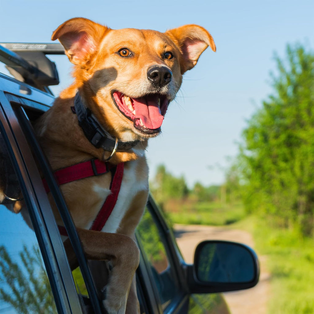 Adjustable Dog Seat Belt - Heavy-Duty Car Safety Strap for Small to Large Dogs