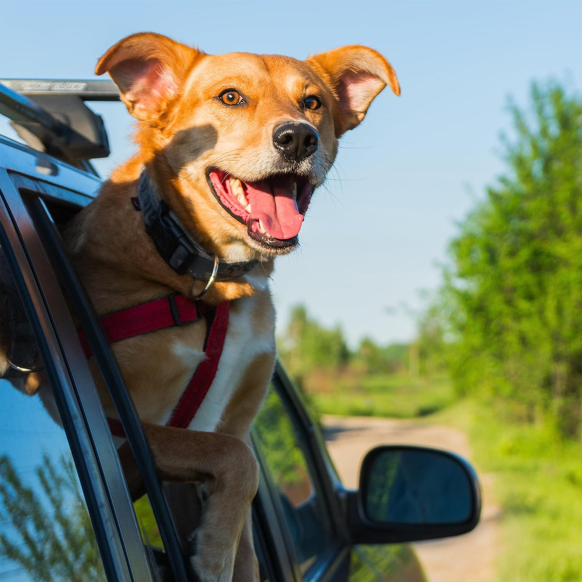 Adjustable Dog Seat Belt - Heavy-Duty Car Safety Strap for Small to Large Dogs